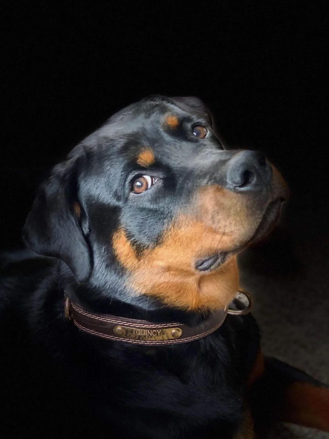 Collier personnalisé en Cuir véritable avec numéro de téléphone nom du Chien réglable durable pour chien Brun