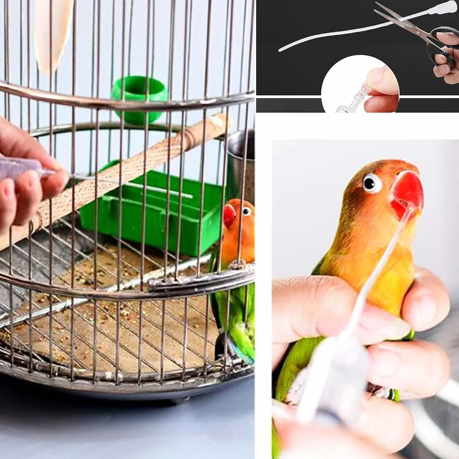 Tuyau d'alimentation pour Oiseaux Seringue 10 ML Acier Inoxydable