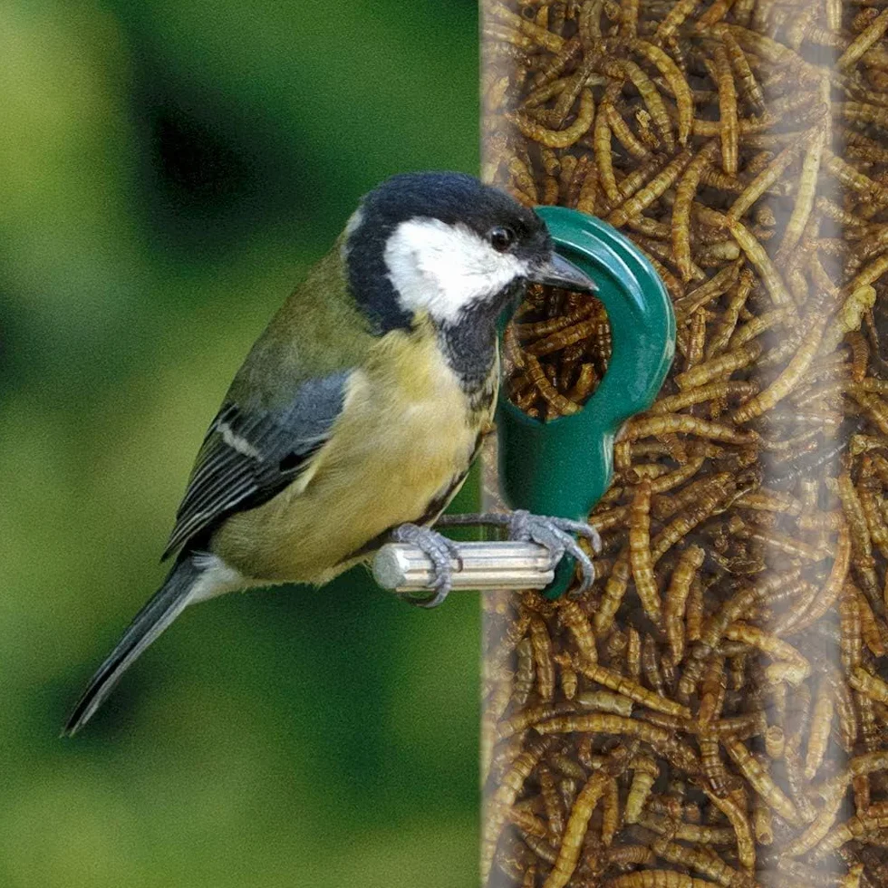 Vers de Farine séchés GardenersDream 5L Friandises nutritives pour Oiseaux Sauvages