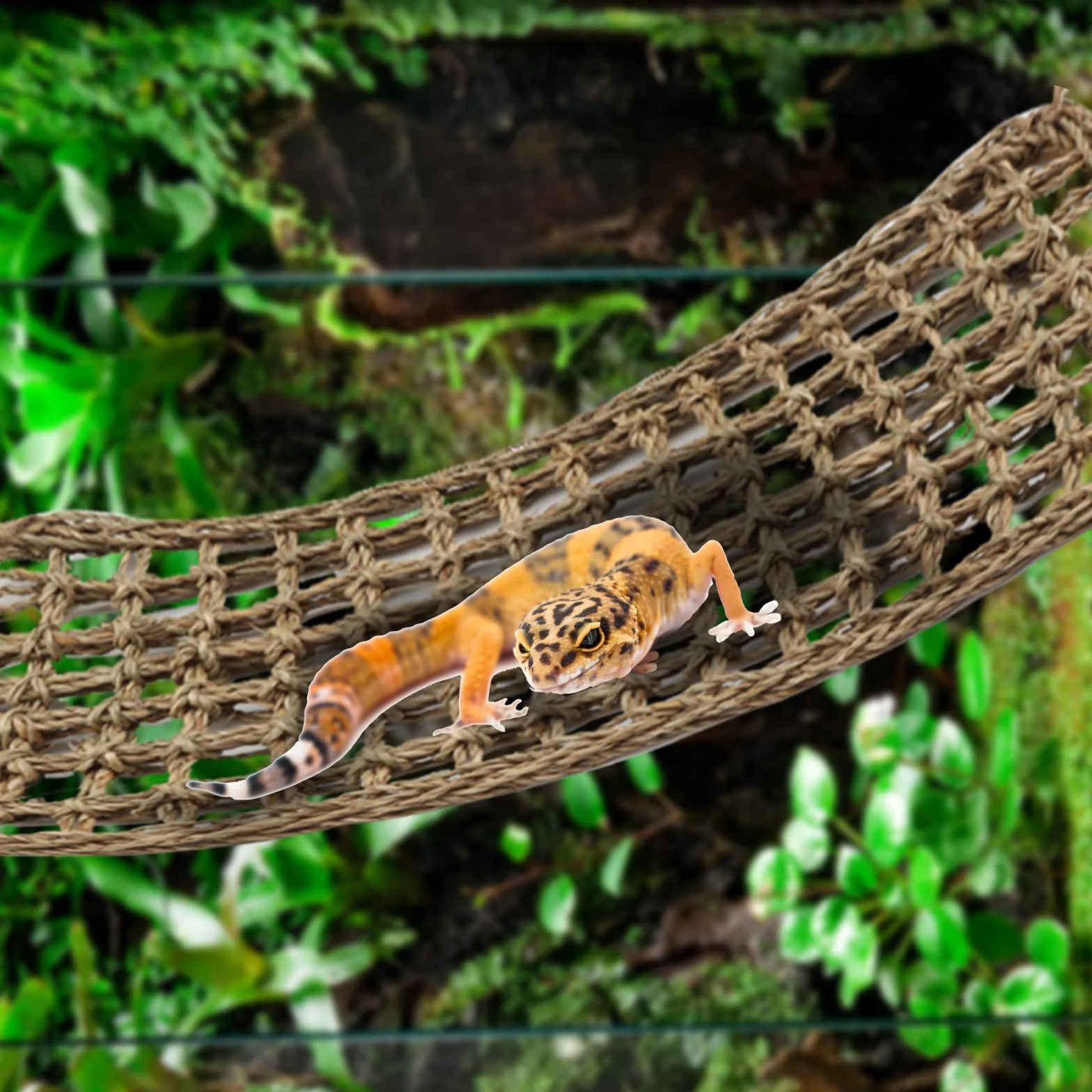 QUOZUO Dragon Barbu Hamac Naturel pour Reptile avec Vignes d'Escalade et Branche Décorative Terrarium