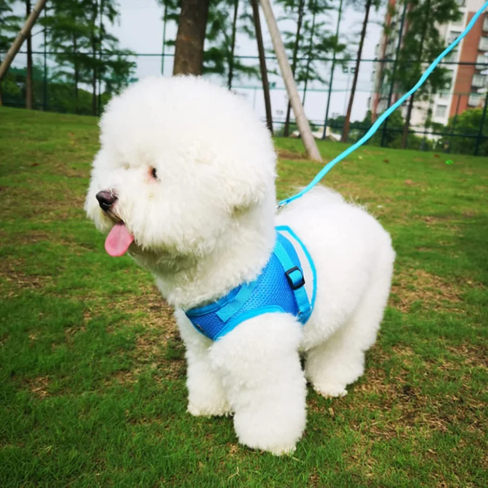 Harnais Chat Anti évasion Réglable Réfléchissant Gilet en Maille Respirant pour Petits Chiens et Chats