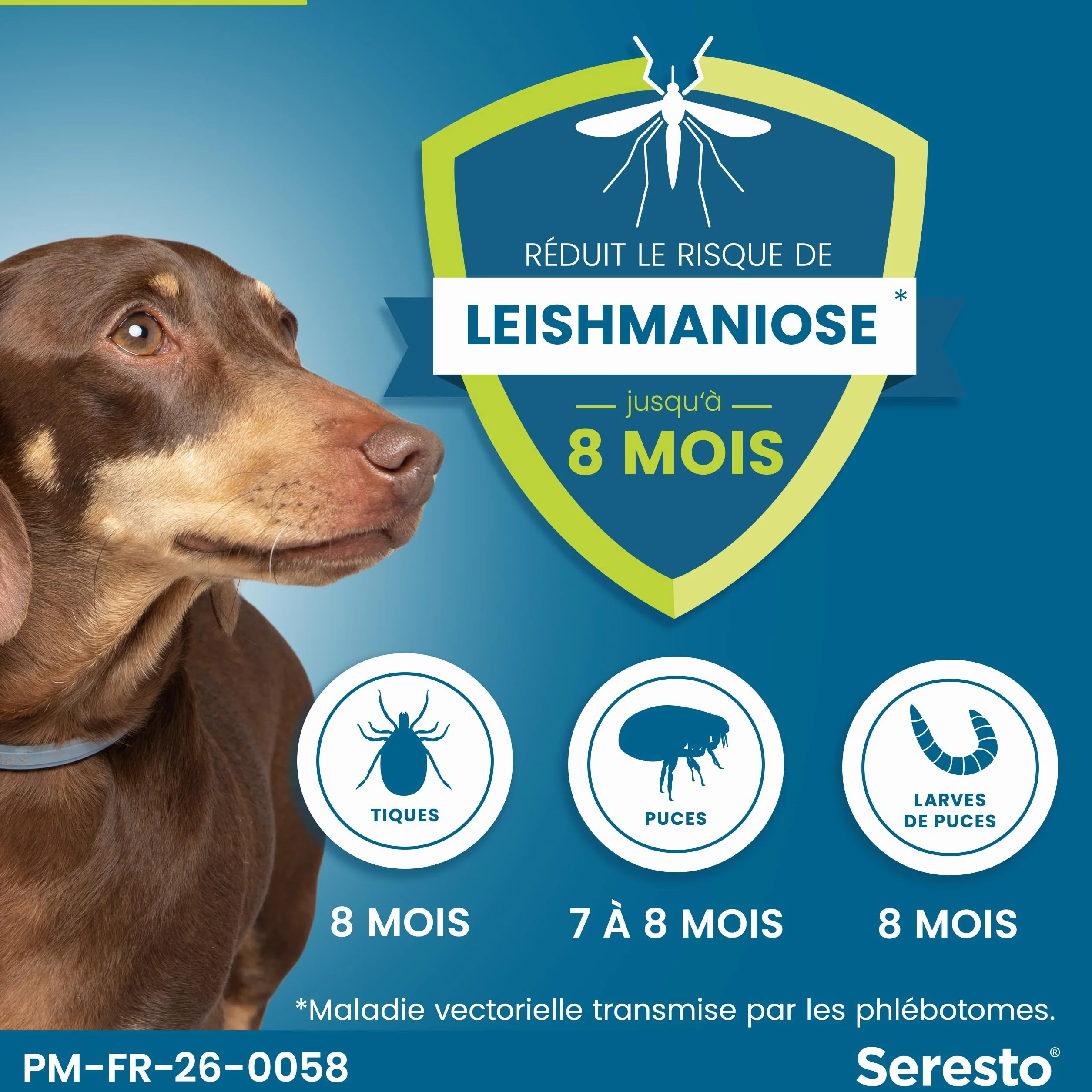 Seresto Collier Petits Chiens – Anti puces et anti tiques pour chiens moins de 8 kg – Protection 7-8 mois, réduit leishmaniose – Gris