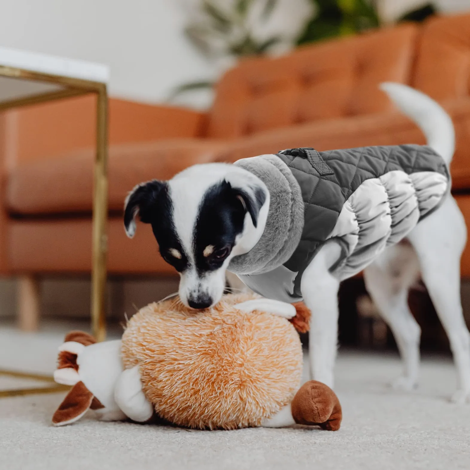 CITÉTOILE Manteau Chien, Manteau Chien Fourré Polaire avec Harnais, Manteau d'hiver pour Chiens Imperméable et Coupe-Vent, Réfléchissant Vetement Chien pour l'hiver pour Teckel, Bouledogue,Chihuahua