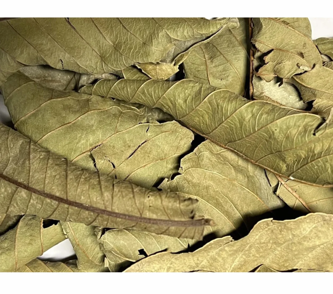 Feuilles de goyave vertes séchées 1 litre Décoration terrarium serpents grenouilles escargots tortues