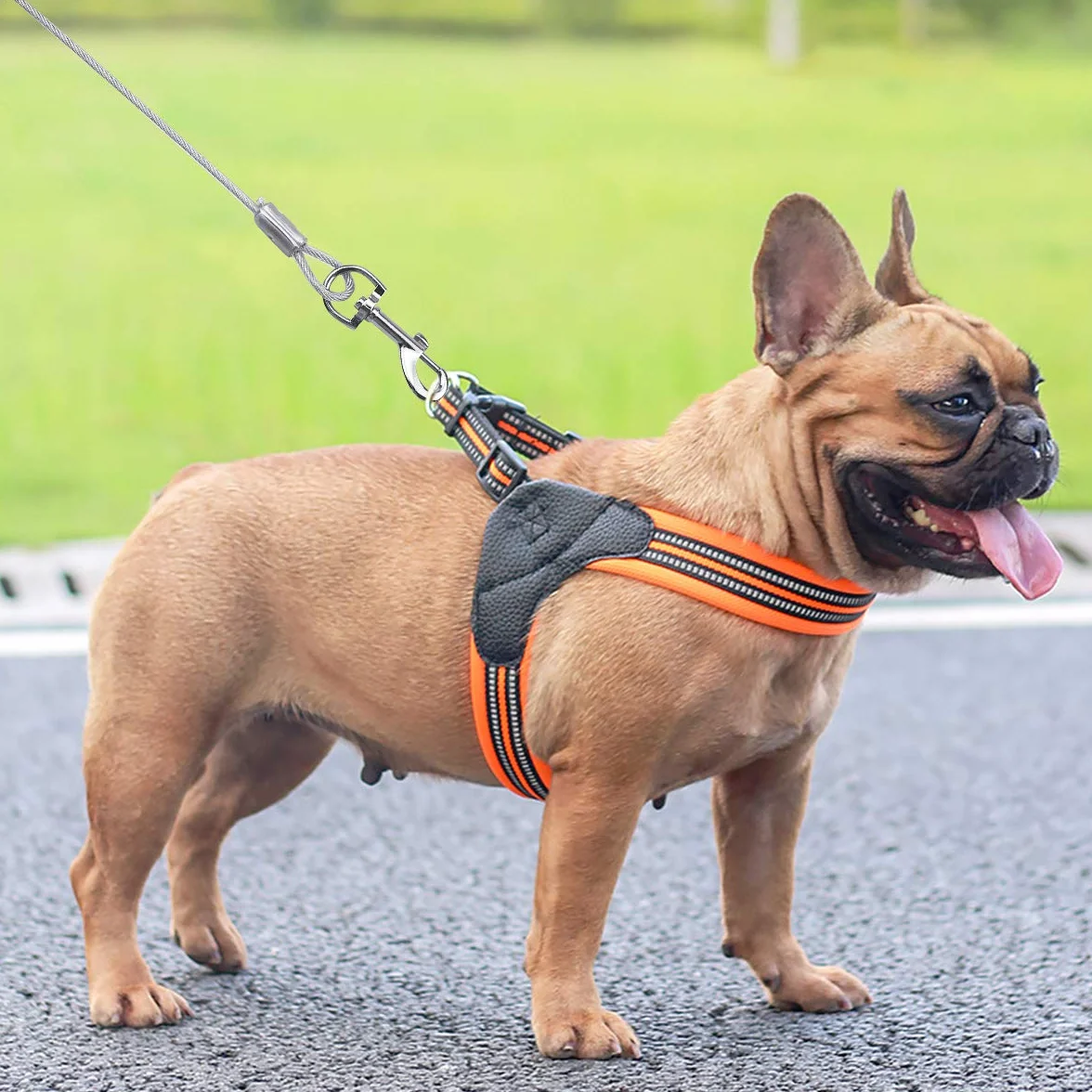 Câble d'attache pour Chiens jusqu'à 80 kg, Animaux de Compagnie Plomb, Blanc 5M