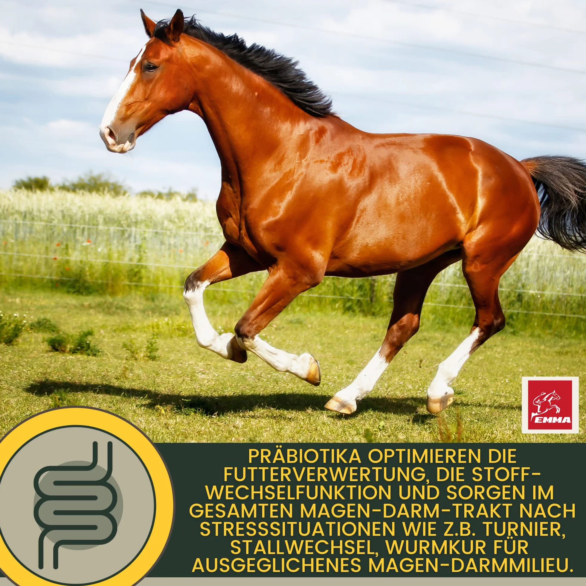 Levure de bière Cheval Gastro Liquide probiotiques pour Chevaux Pelage Peau Flore intestinale Digestion Vitamines Minéraux 1L