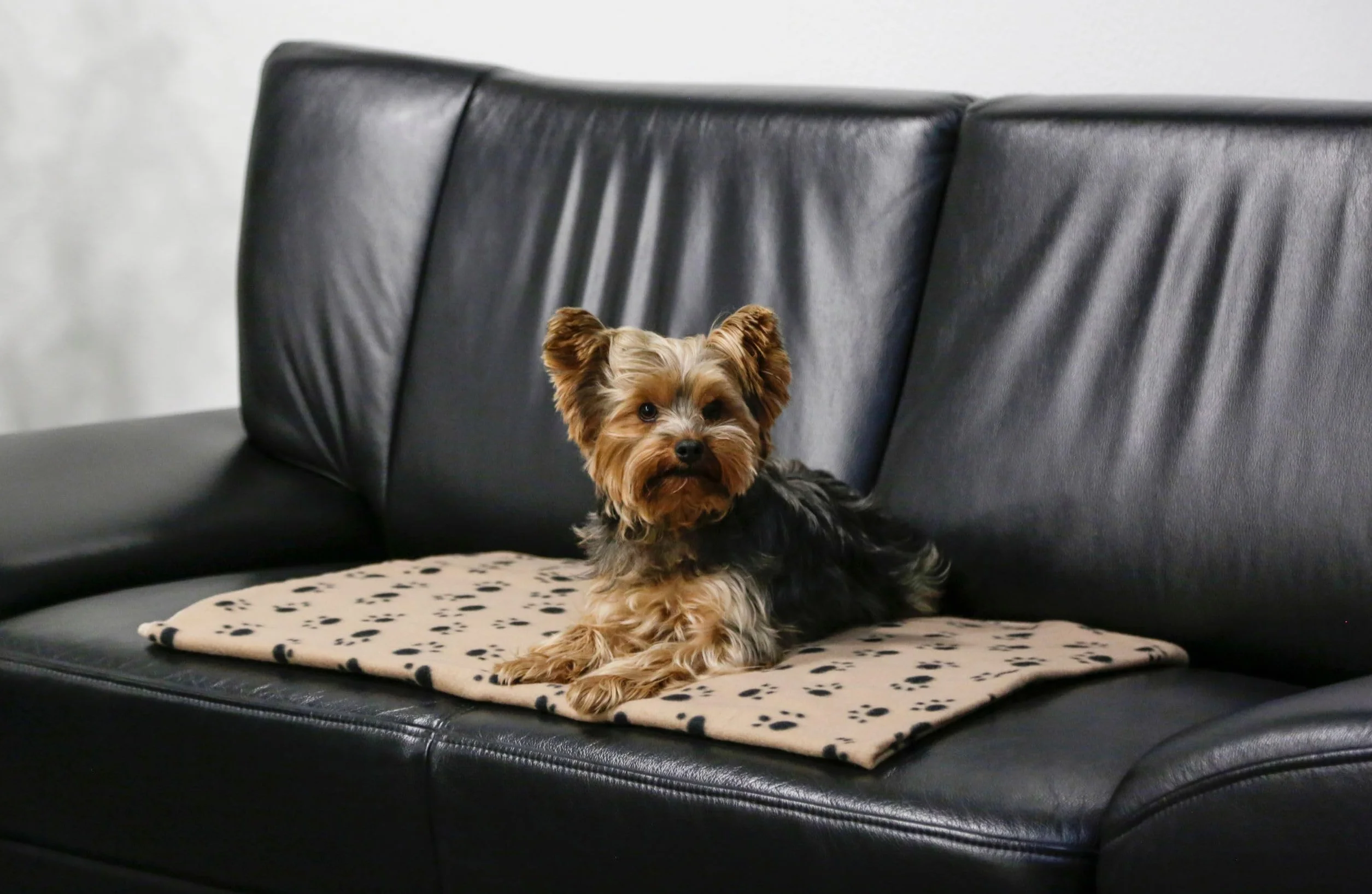 Kerbl Couverture pour Chien Stella Beige Motif Pattes 140 x 100 cm Polaire Moelleuse