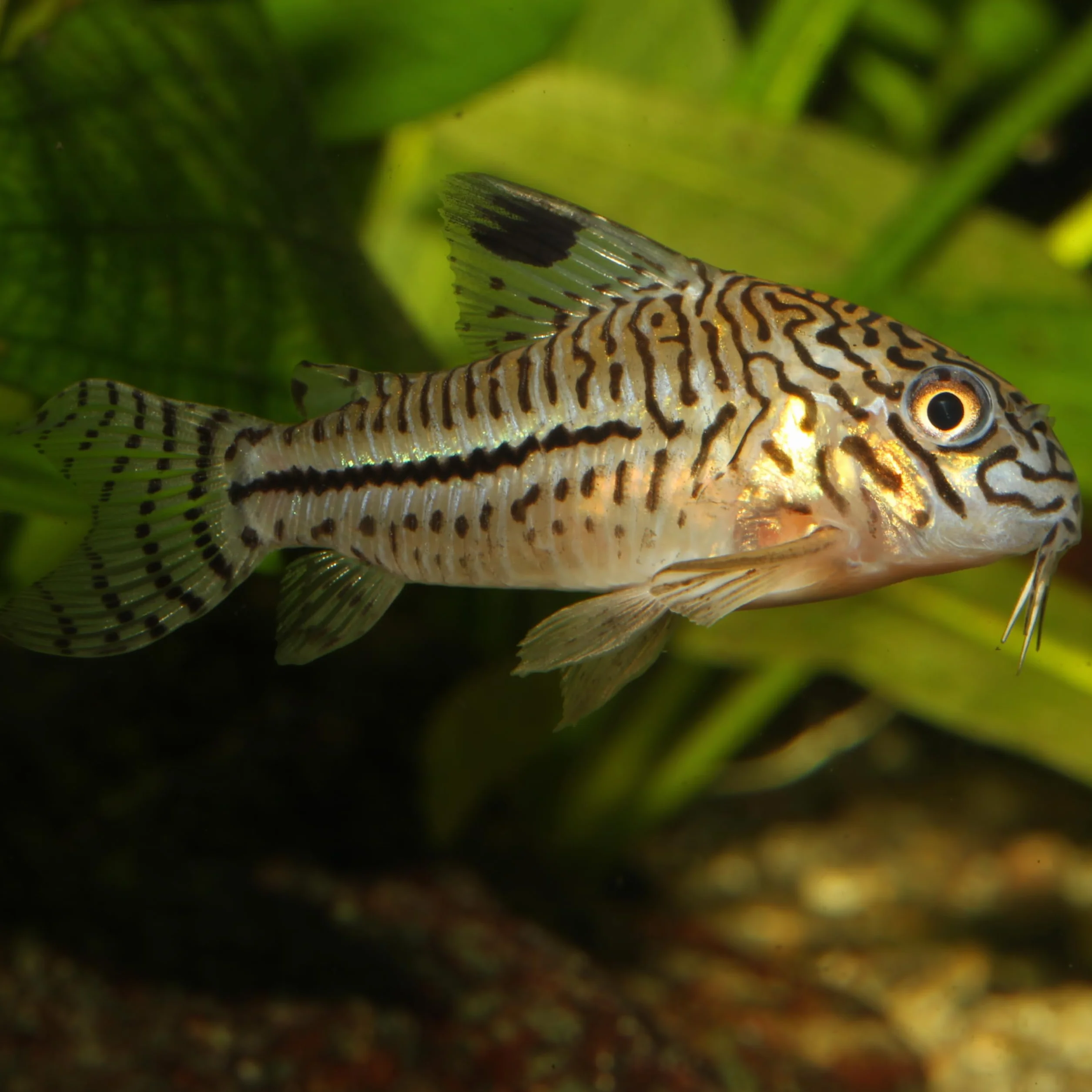 JBL PRONOVO CORYDORAS TAB, Aliment de Base pour Callichthyidés, Comprimés pour Poissons, 100 ml
