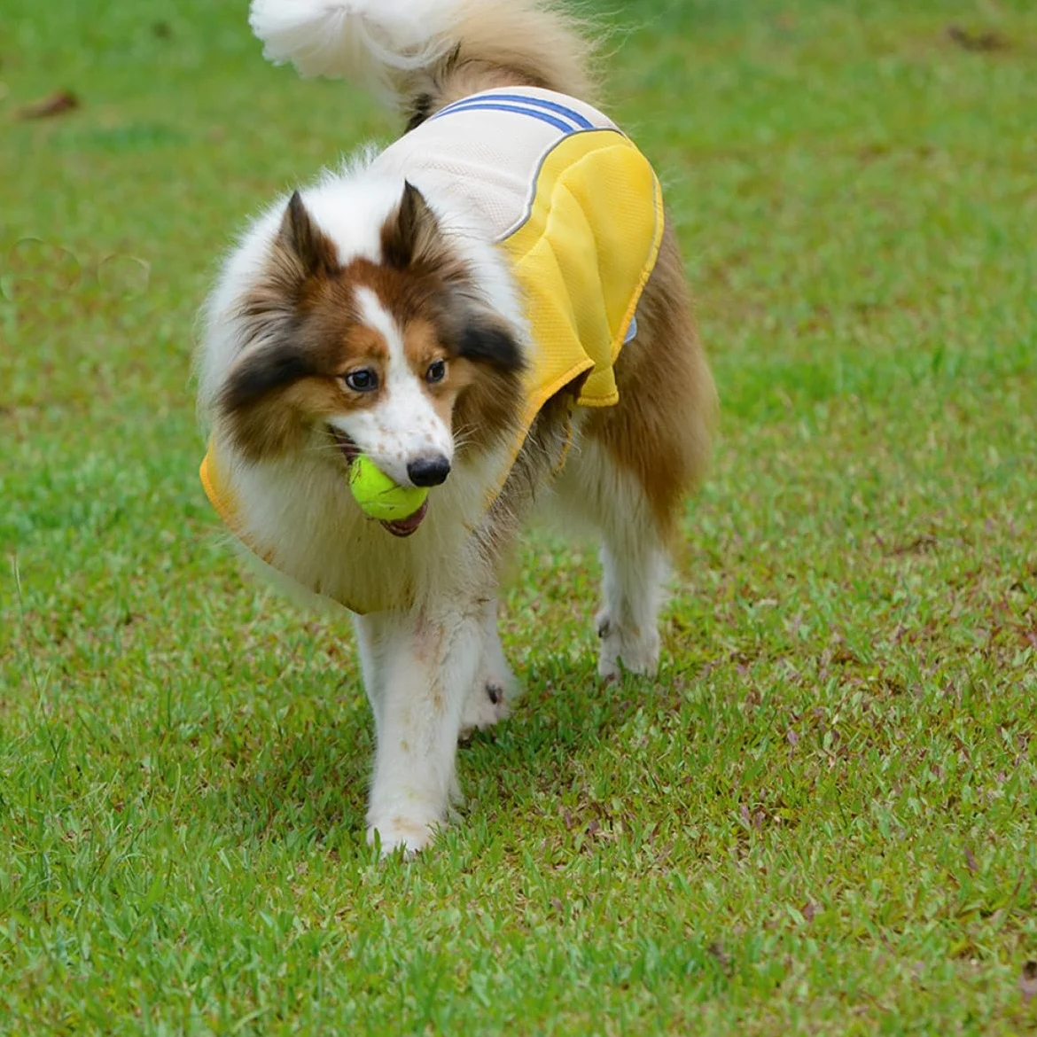 Artibetter Gilet Rafraîchissant de Prévention Le Coup de Chaleur Jaune pour Chien en Polyester Léger et Confortable Promenade Séances Photo