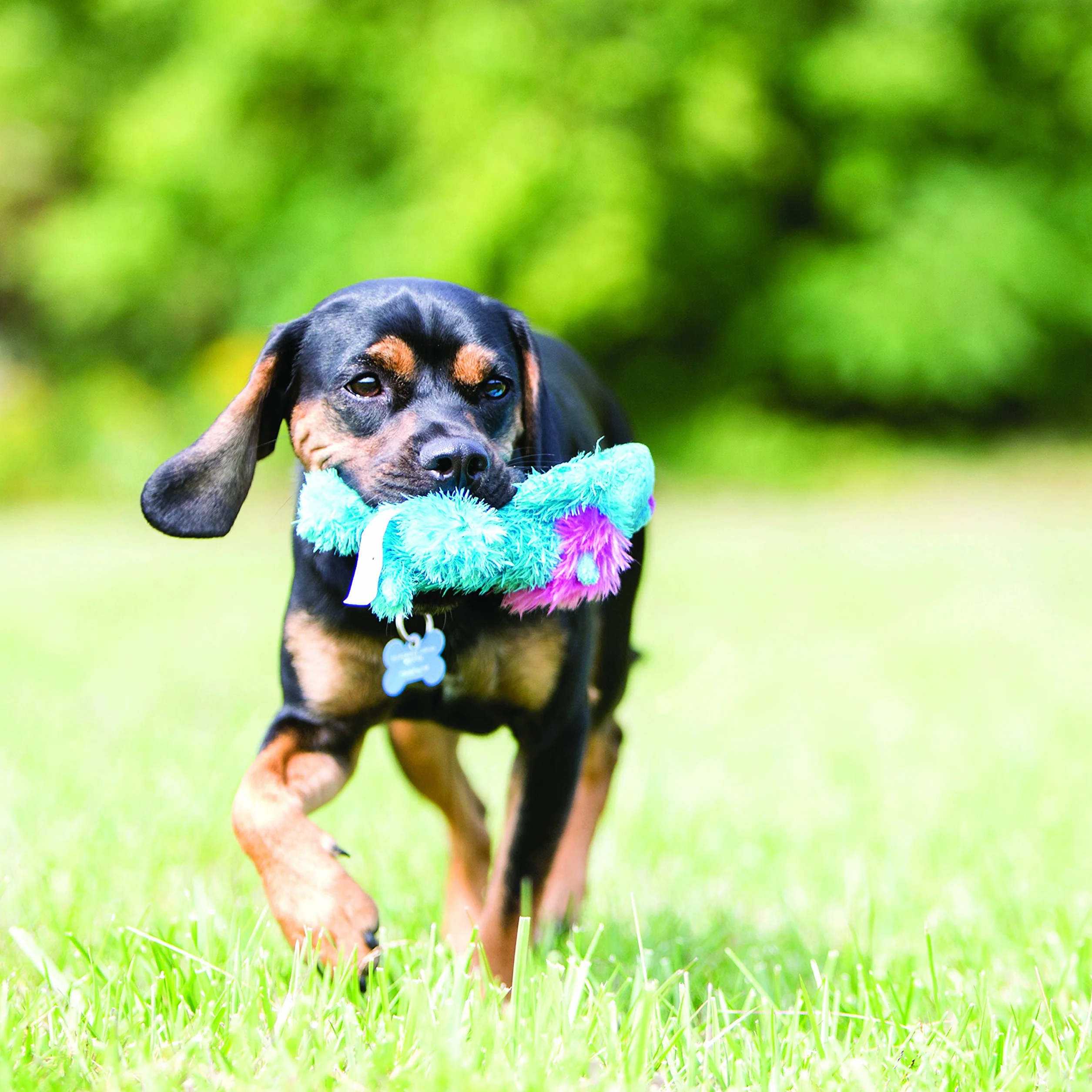 Kong Embouts Chien Jouet couineur