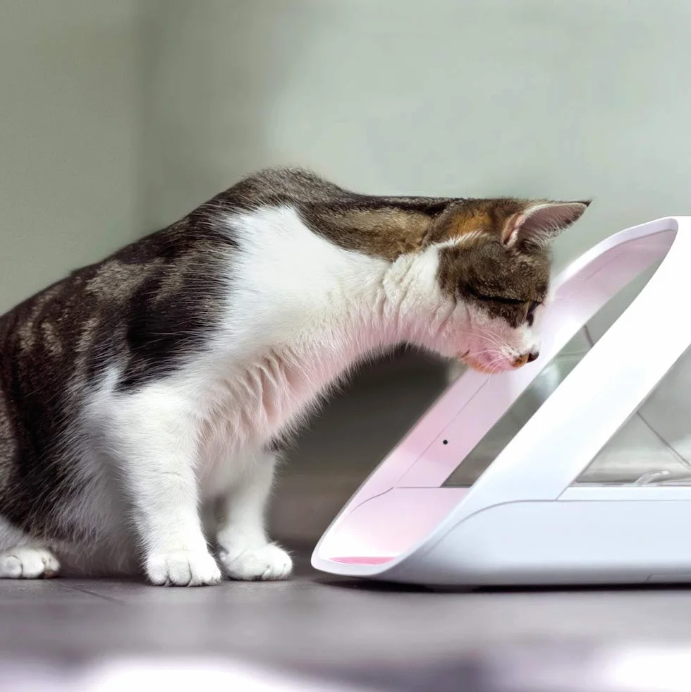 Sure PetCare Distributeur de Nourriture Connect à Puce électronique SureFeed, Compatible RFID, Application Mobile, Blanc