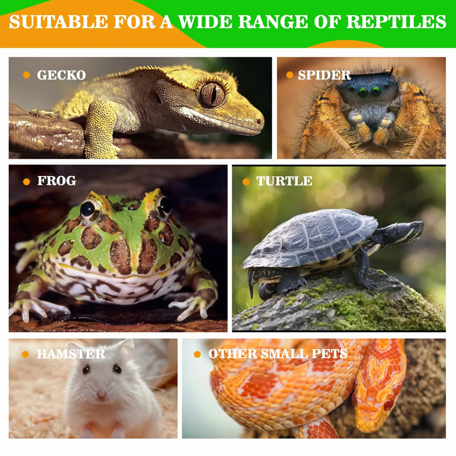 Abreuvoir Tortue Terrestre Accessoire Reptiles Bol Alimentation Pour Petits Reptiles Serpents Tortue Lézards