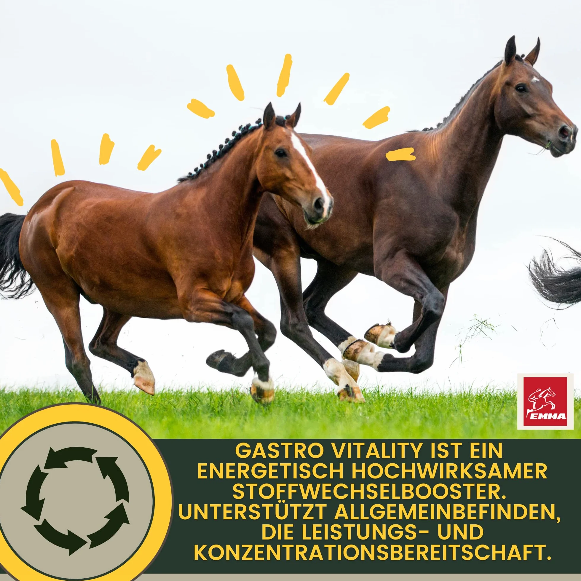 Levure de bière Cheval Gastro Liquide probiotiques pour Chevaux Pelage Peau Flore intestinale Digestion Vitamines Minéraux 1L
