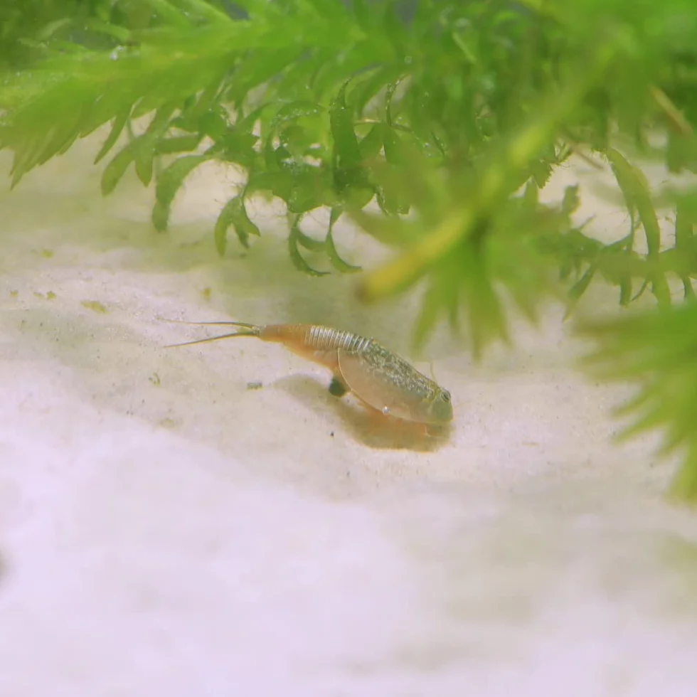 Triops longicaudatus rouge Œufs Élevage Cancer préhistorique Instructions français 50 œufs
