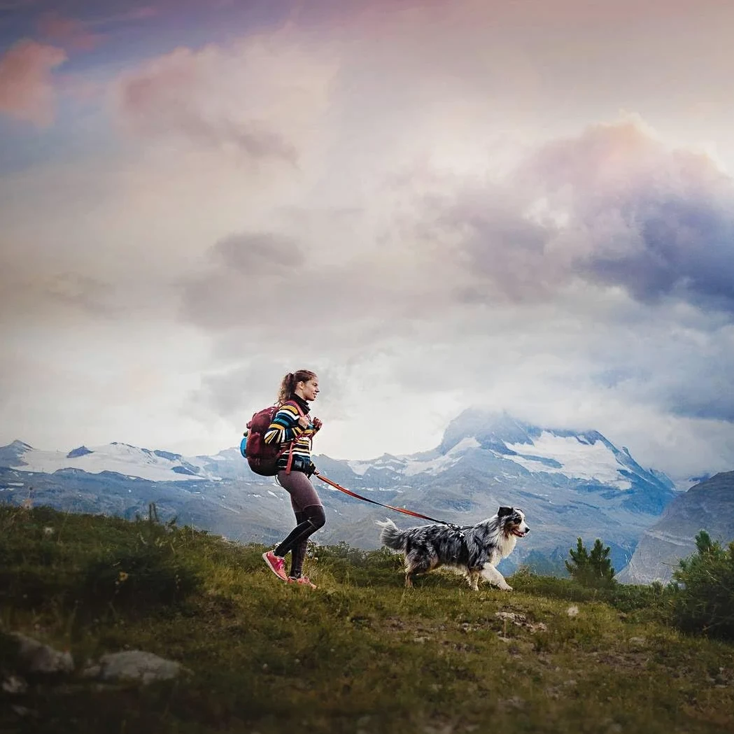 Non-Stop Ceinture Trekking pour Randonnée/Canicross 1 Unité