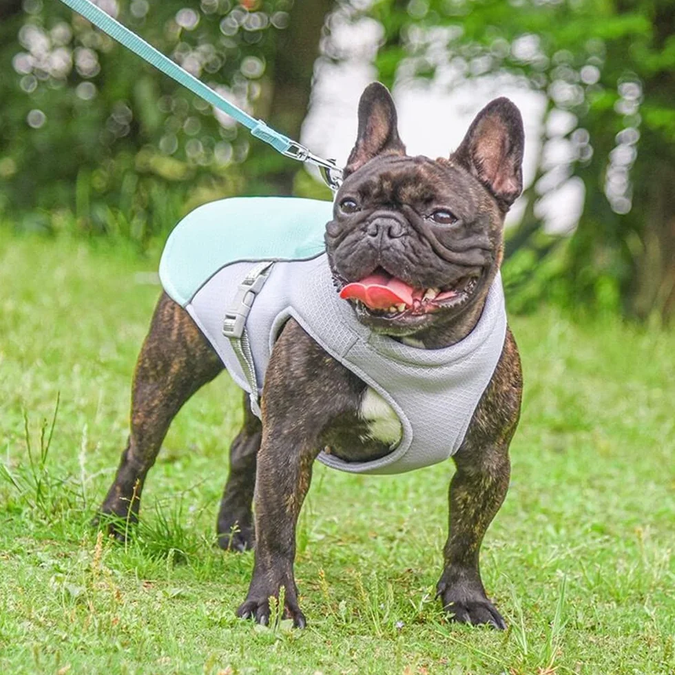 Gilet de refroidissement pour chien taille moyenne et grande veste prévenir chaleur plein air randonnée entraînement