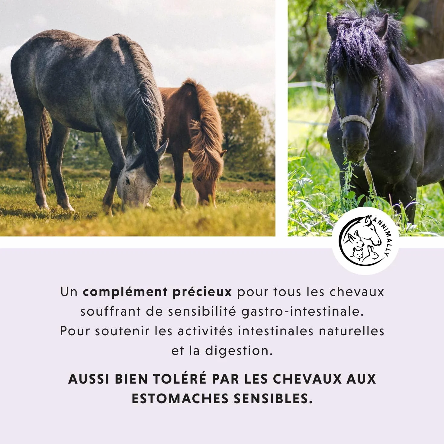 Annimally Liquide Gastro-Intestinal pour Chevaux 1000 ML - Soutien Digestion Diarrhée Herbes Naturelles