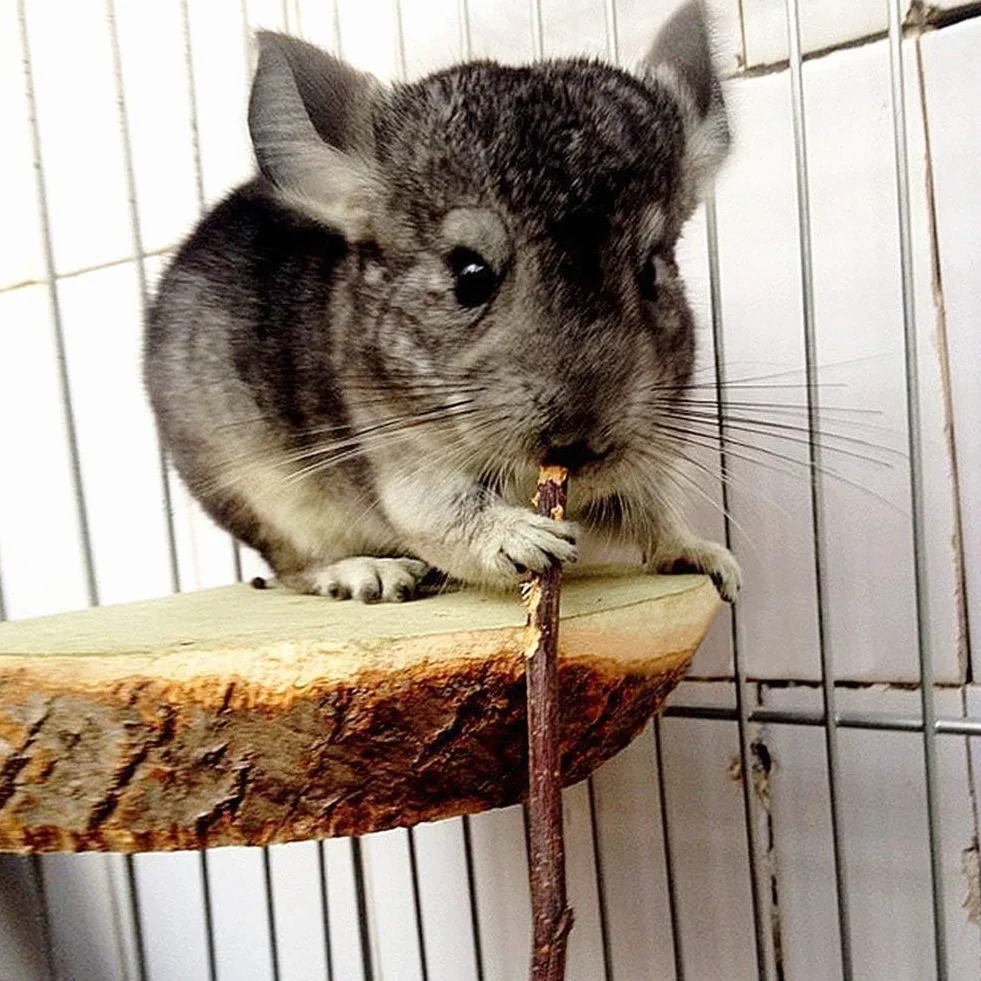 William Craft Bâtons de Pommier Naturels pour Animaux de Compagnie Chinchilla Cobaye Hamster Lapin
