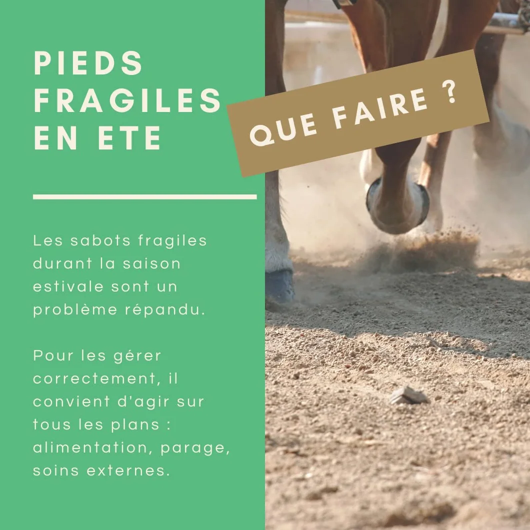 Huile de Laurier Bio Soin du Sabot Pousse et Résistance de la Corne Cheval