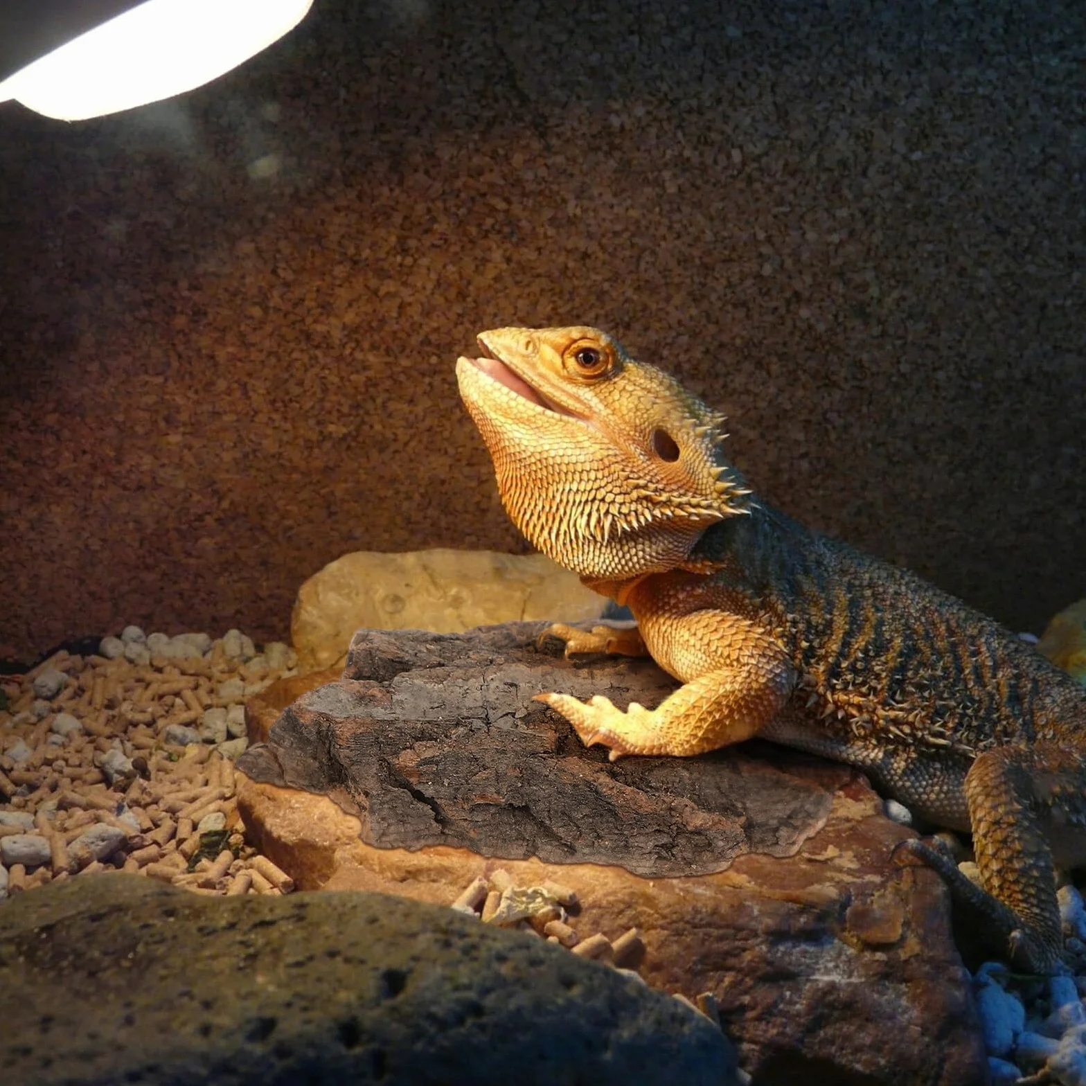 Lot de 4 plateformes d'escalade en bois naturel pour reptiles et tortues - Écorce d'arbre taille moyenne