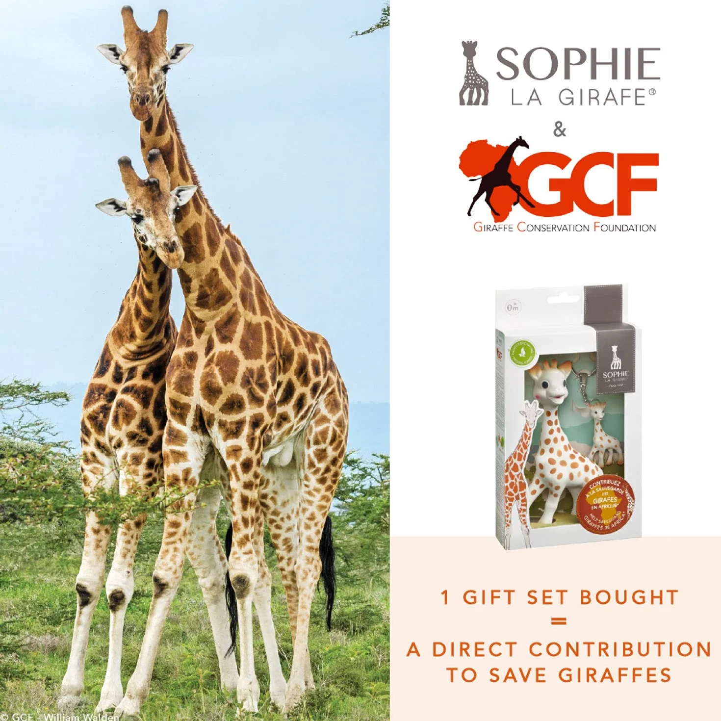Sophie la Girafe Coffret GCF Giraffe Conservation Dès la Naissance