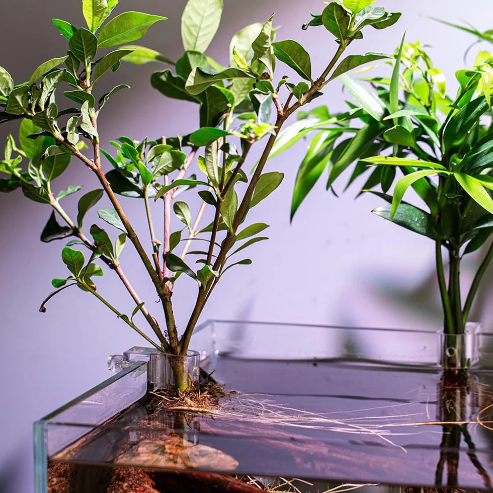 Support pour Plantes d'Aquarium 6 Pots Réutilisables Suspendre 10-15 mm
