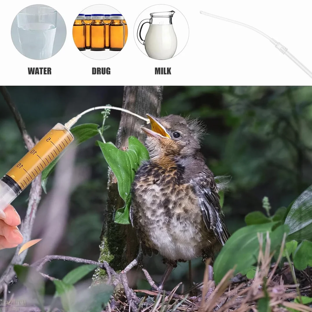 Seringue Alimentation Bébé Oiseau Tortue Colombe Serpent pour Perruche Calopsitte Lapin Hamster