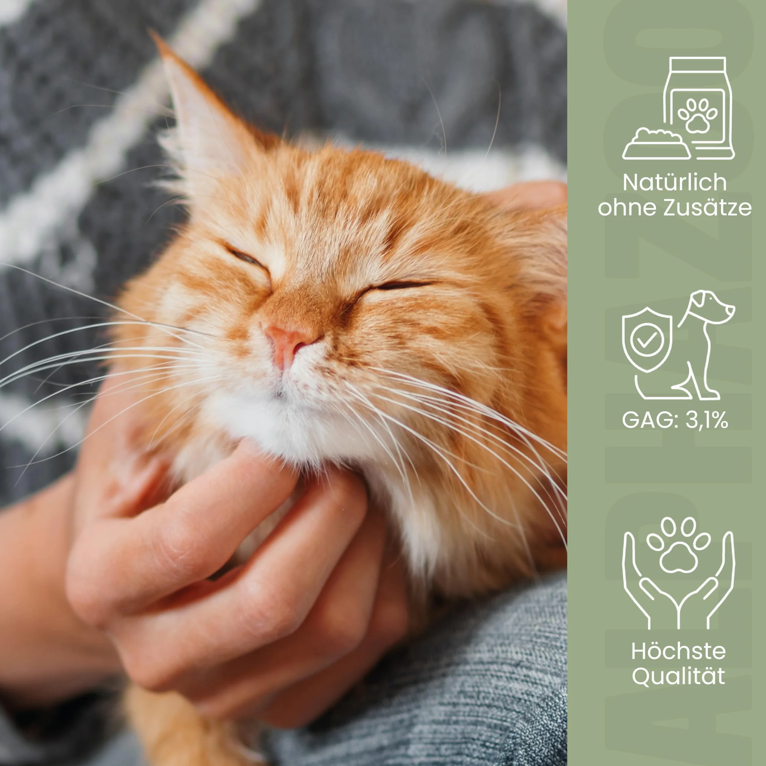 Alphazoo Moule à lèvres vertes pour chat 100 g Poudre articulaire naturelle Nouvelle-Zélande