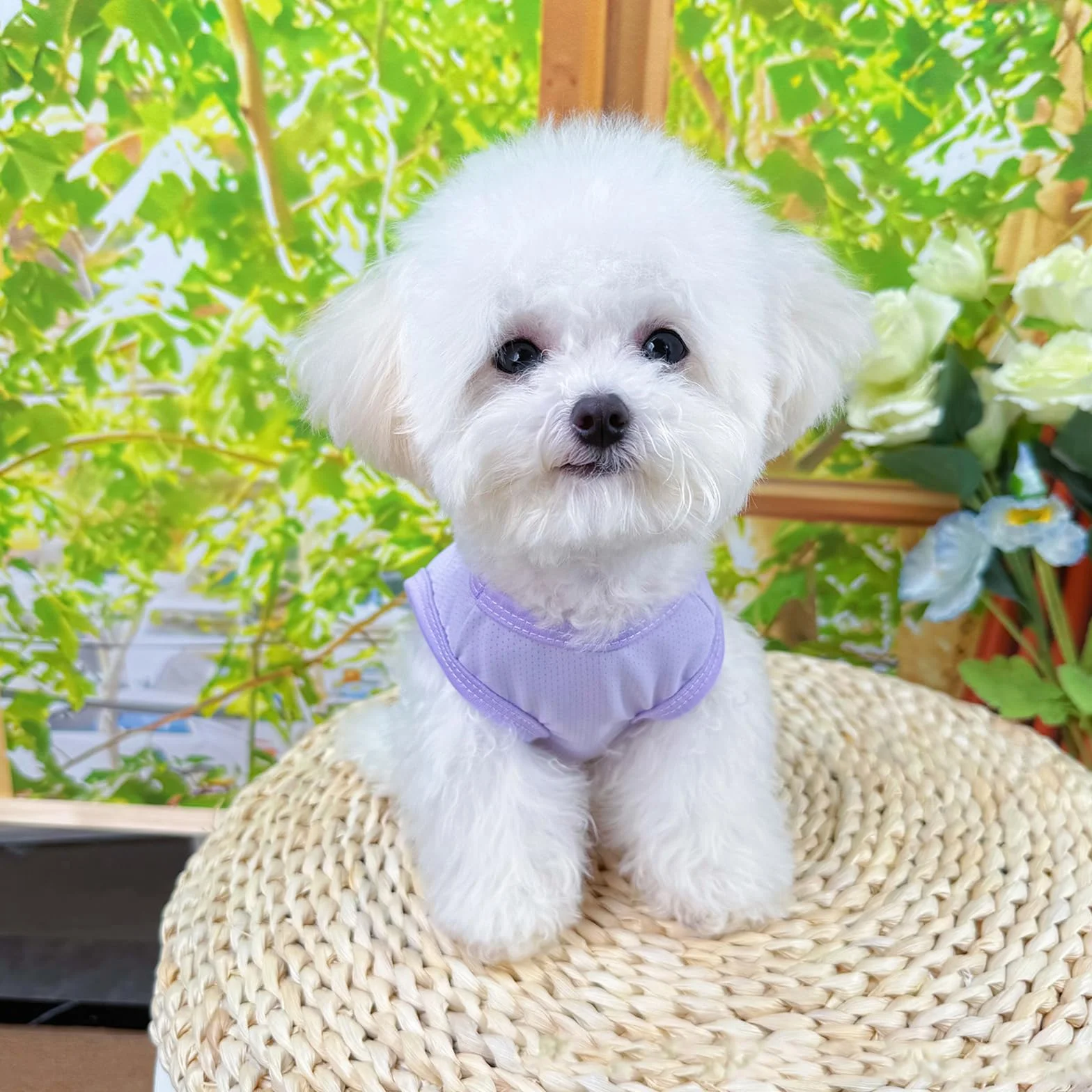 Gilet Rafraichissant Chien, Manteau Rafraichissant pour Chien, Vetement pour Chiens, Taille Petits et Moyens Violet Bleu