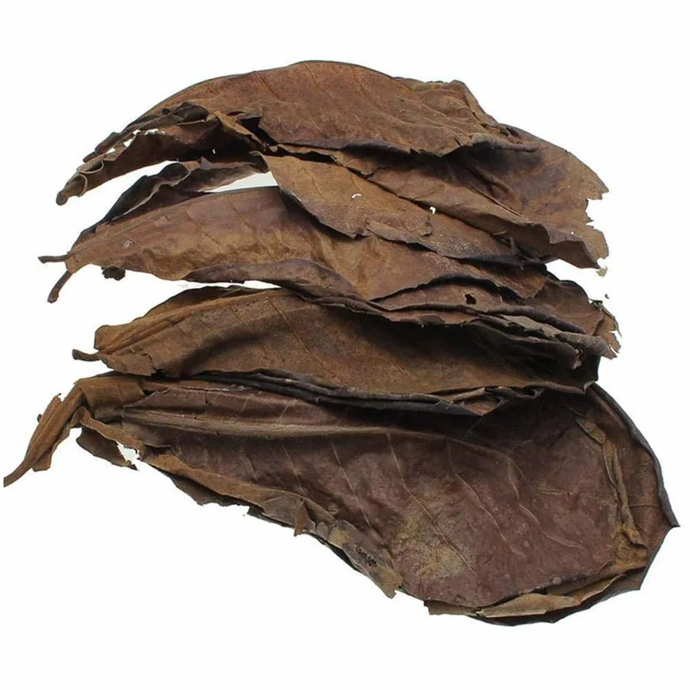 POFET Catappa Lot de 10 feuilles d'amandes indiennes Ketapang pour crevettes Betta Poisson Entretien aquarium
