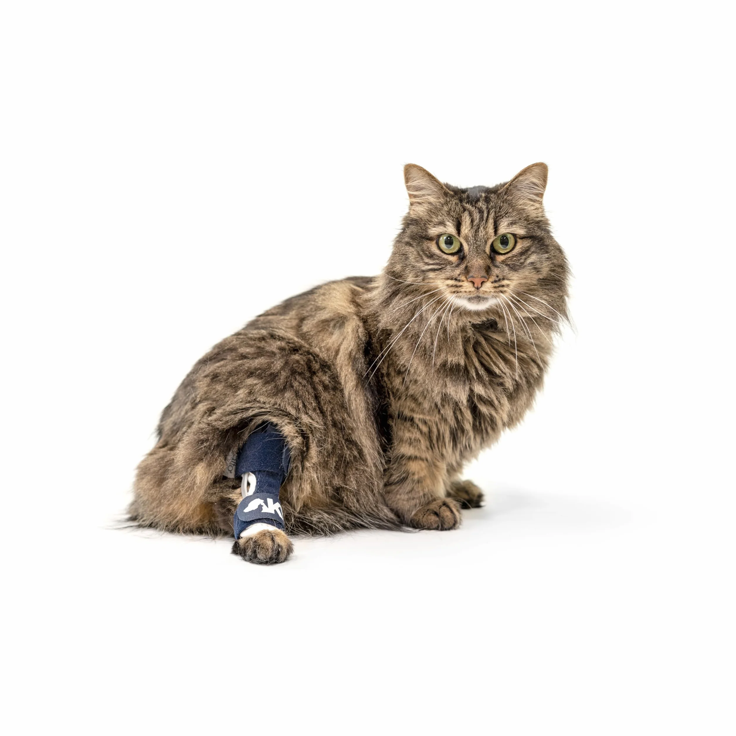 Balto Attelle de cheville pour chat – Attelle aluminium – Support post-chirurgie arthrite – Taille XS