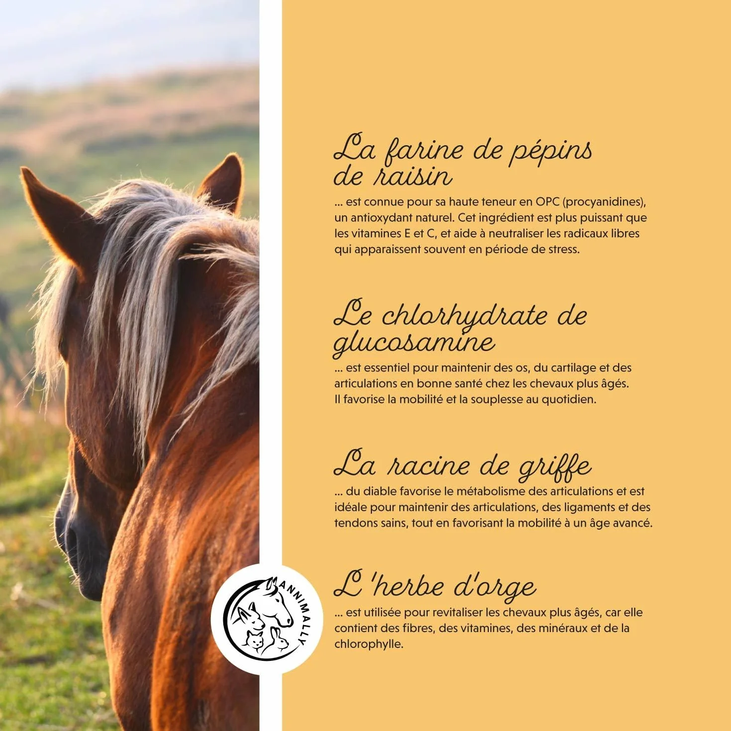 Annimally Senior Vital Poudre Cheval MSM Pépin de Raisin Glucosamine Griffe de Diable Complément Alimentaire Senior