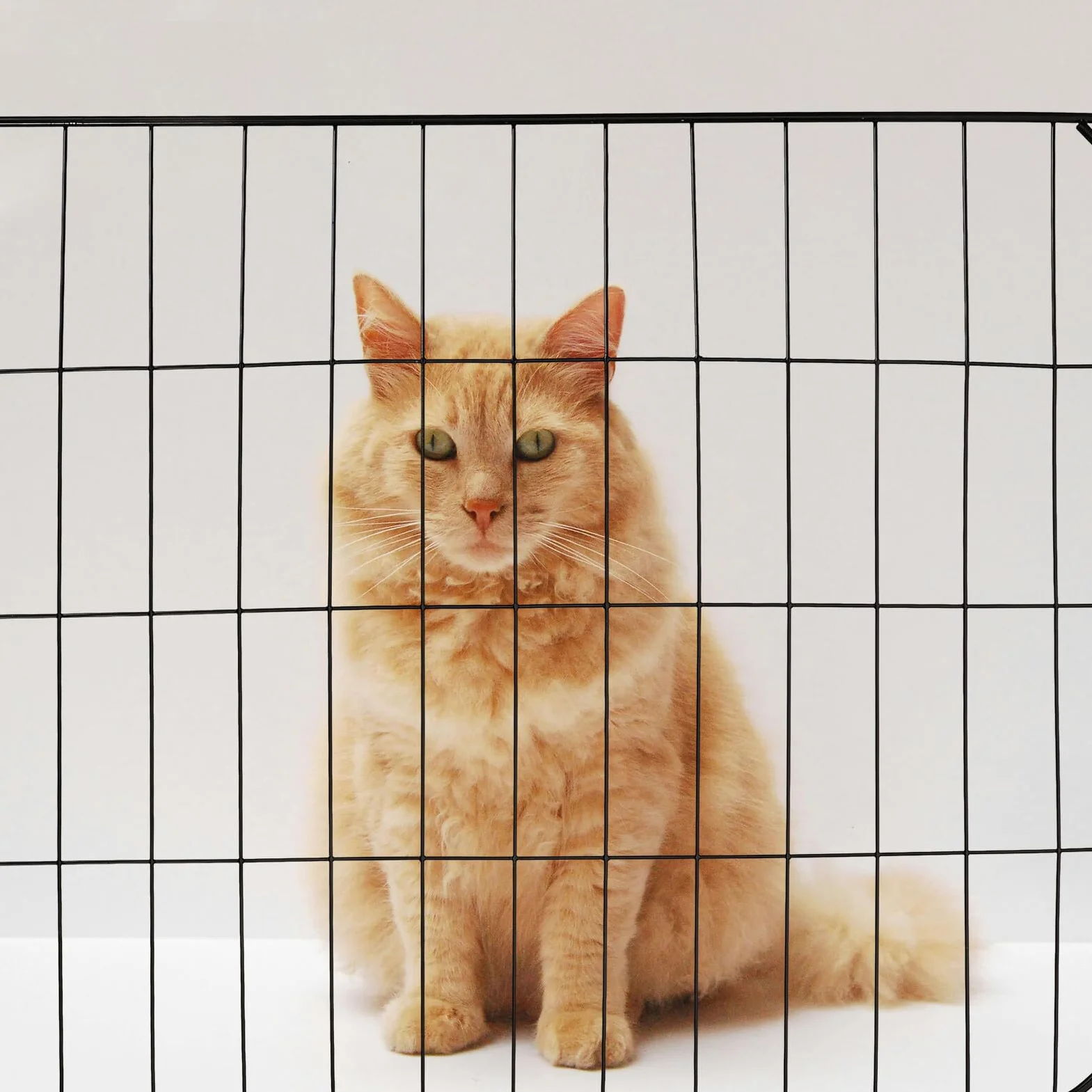 Porte De Cage Métallique Grille Moustiquaire en Fer 35x45 cm pour Chats Chiens