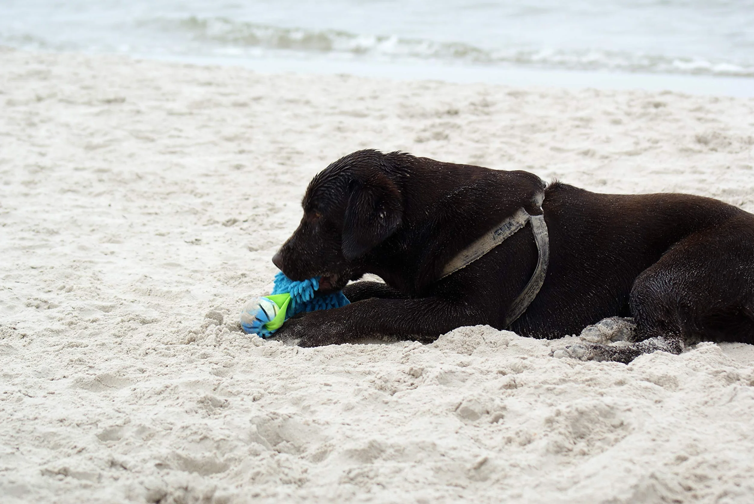 Dingo Jouet de Tug Flottant avec Balle Aromatisée Poignée Bungee Microfibre Bleu