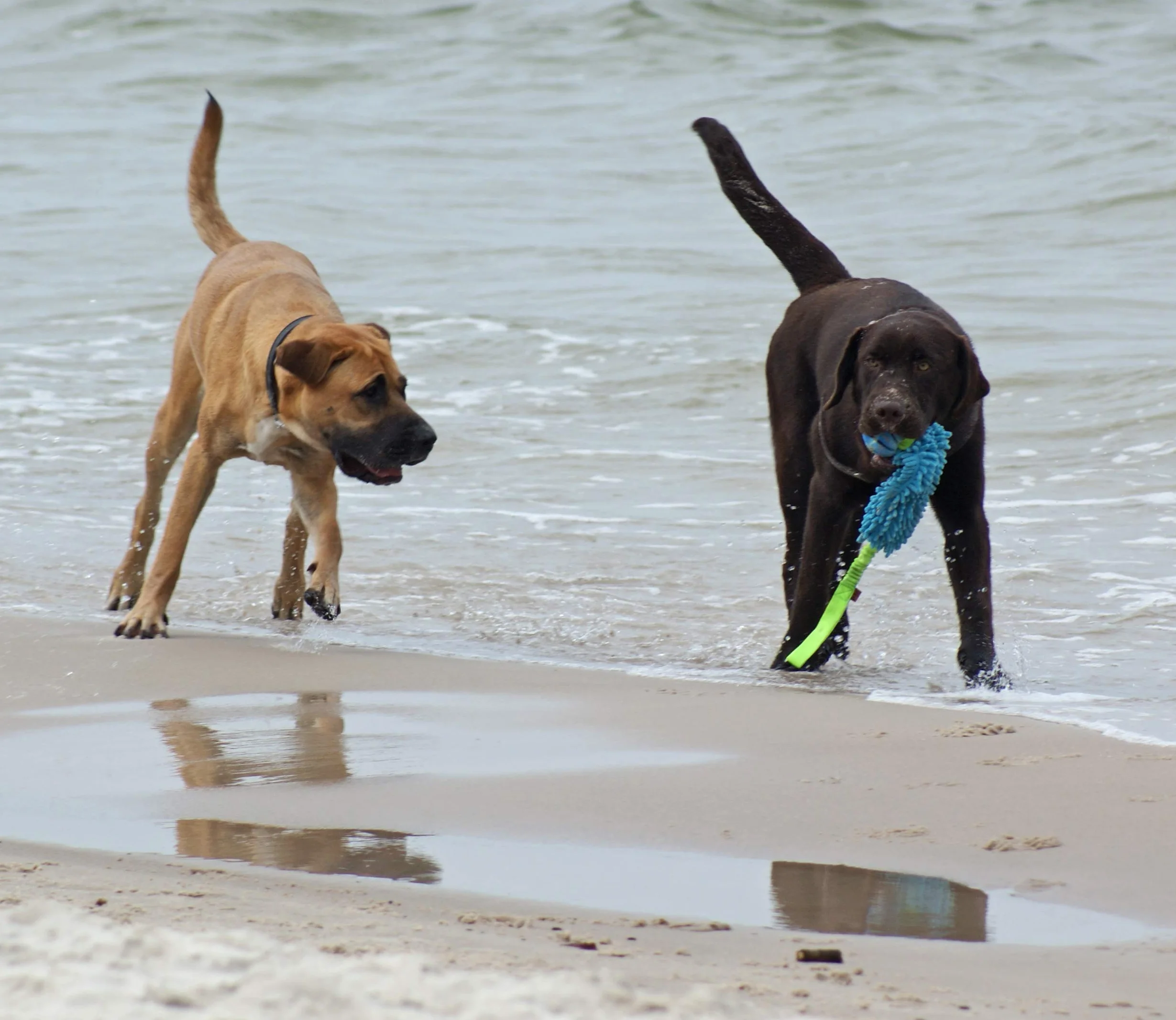 Dingo Jouet de Tug Flottant avec Balle Aromatisée Poignée Bungee Microfibre Bleu
