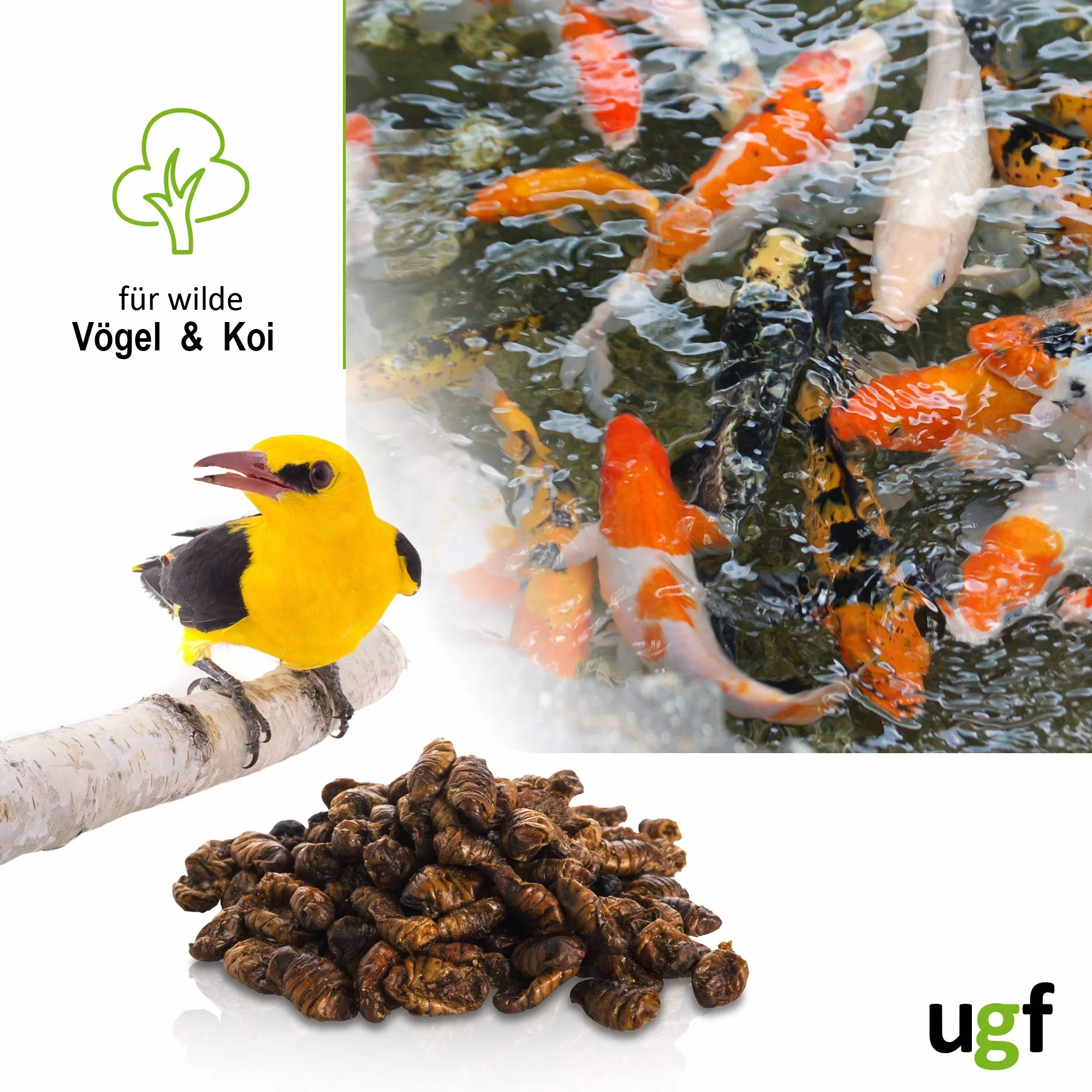UGF vers à Soie séchés 800 g Seau de 3 litres Nourriture pour carpes koï et Poissons d'étang