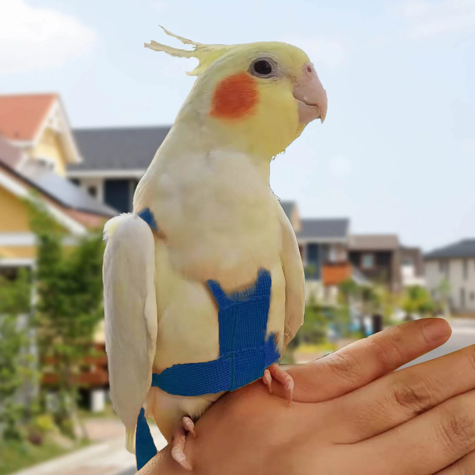Harnais réglable pour Perroquet Laisse Anti-Morsure Sangle élastique Oiseaux