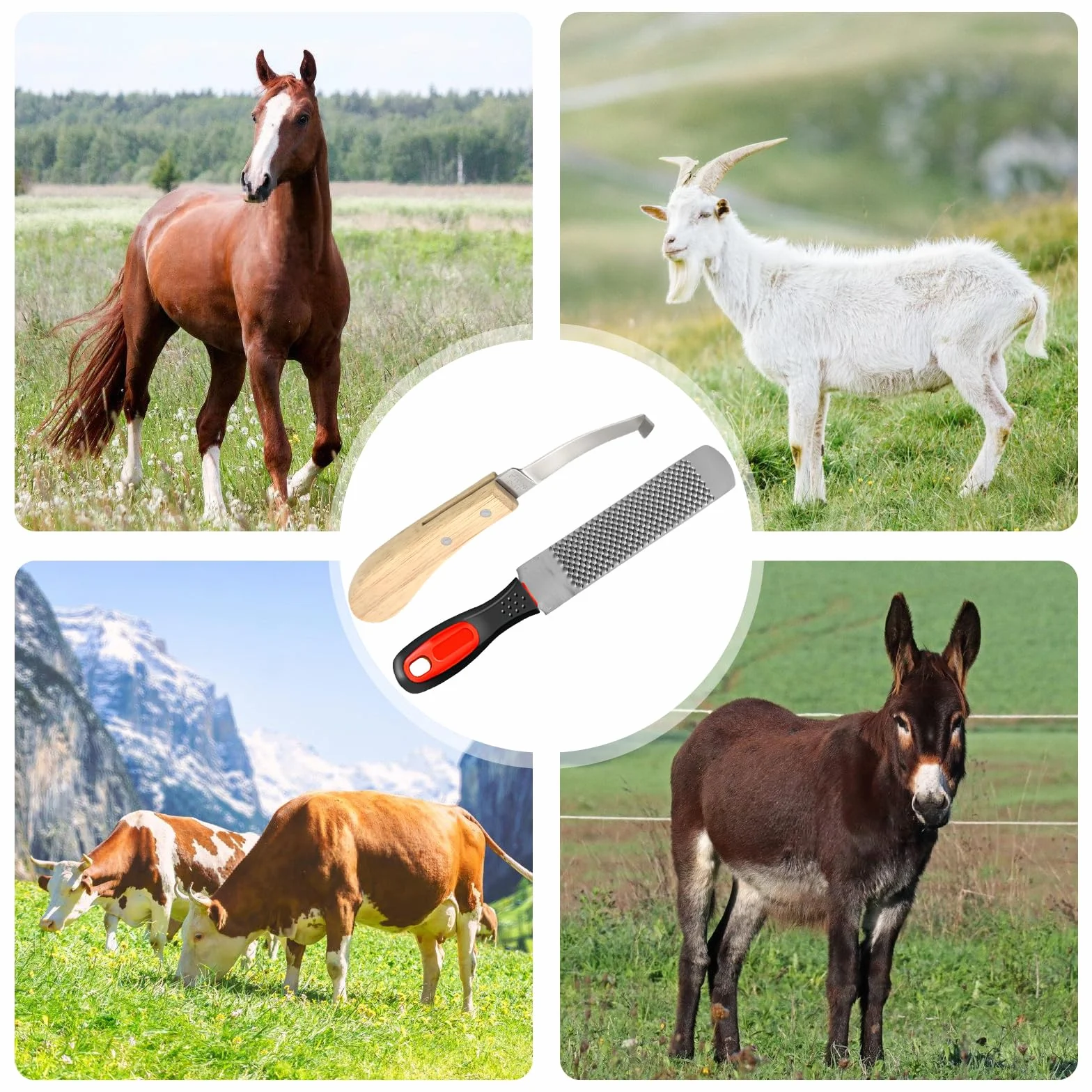 Lime À Sabots Cheval 8 Pouces, Râpe Sabot Acier Au Carbone, Outils Maréchal-Ferrant Double Face
