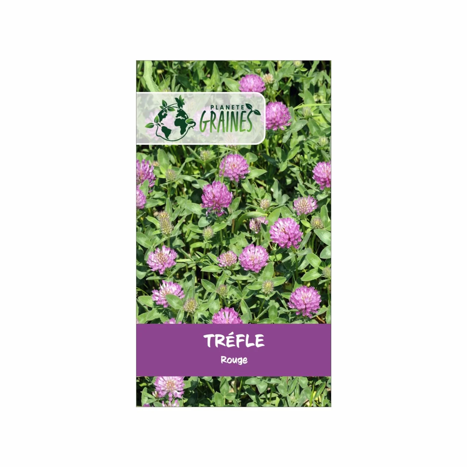 Graines de Trèfle Rouge 800 - Alimentation pour Tortue Jardin