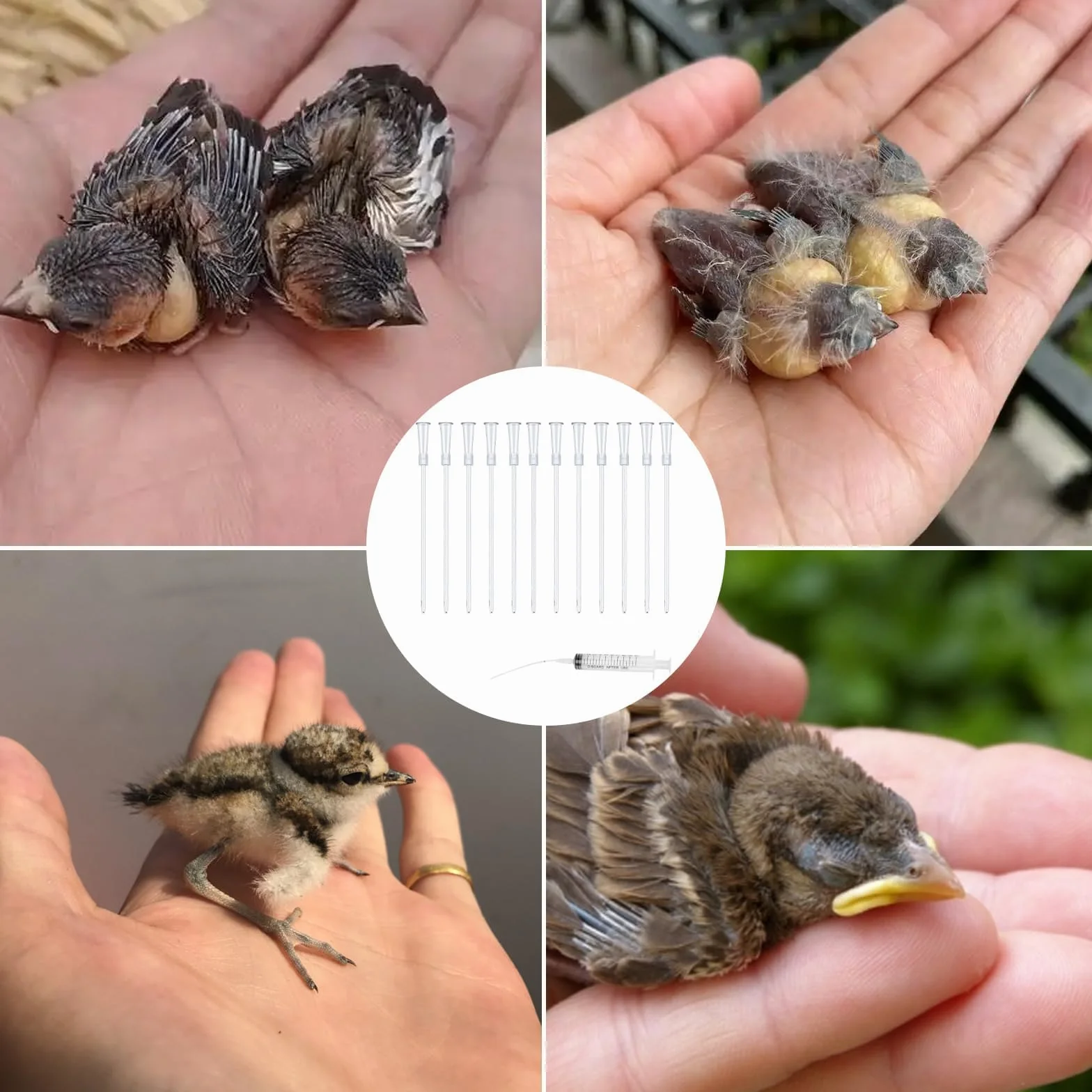 Seringues d'alimentation 20 ml pour oiseaux, pigeons, perroquets avec tuyau
