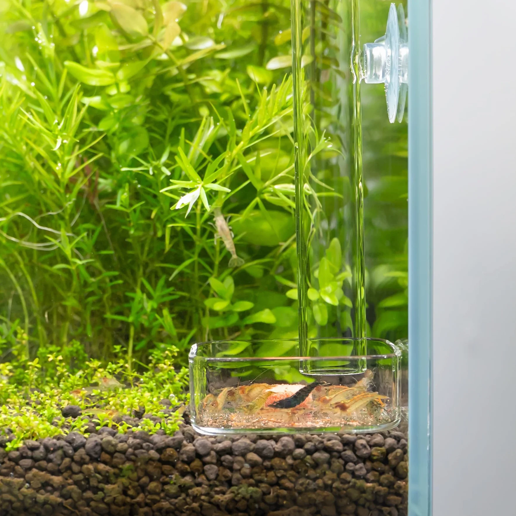 LINLAN Mangeoire à crevettes en verre 25 cm, tube d'alimentation, bol carré, ventouses
