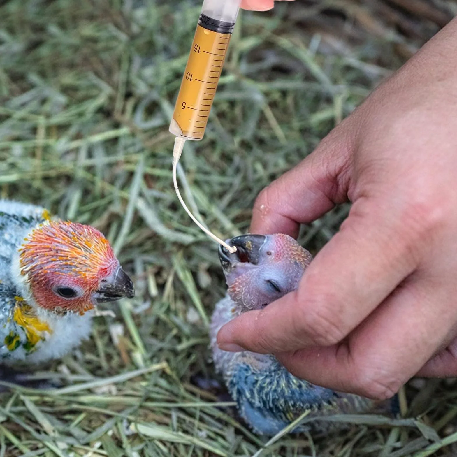 Suxgumoe Seringue d'alimentation pour bébé oiseaux perroquets avec tube gavage