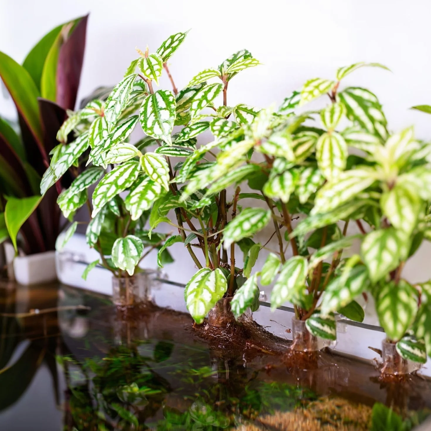 Supports pour plantes d'aquarium en acrylique - Lot de 6 clips réutilisables - Convient pour verre 0,39"-0,6"