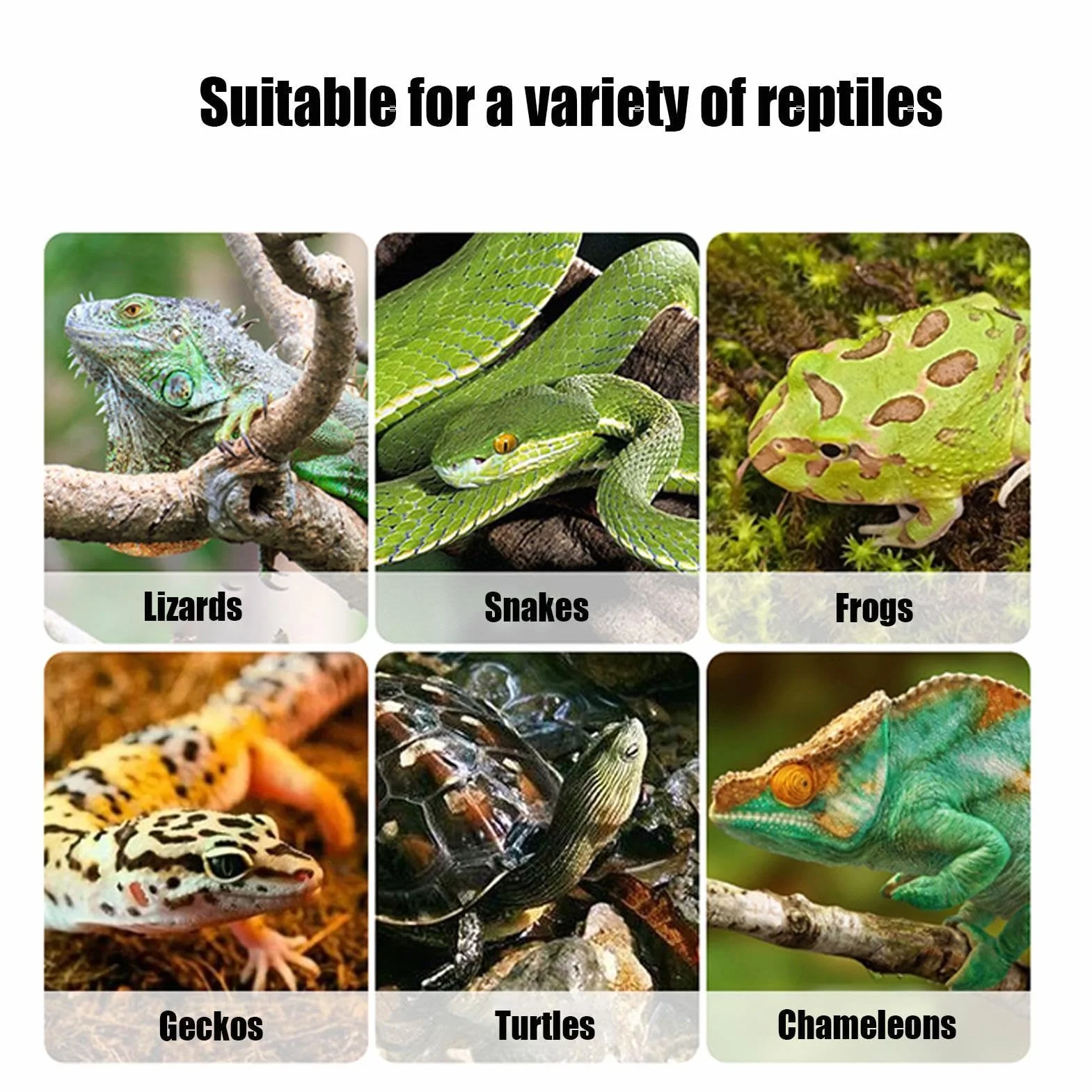 Mangeoire à cafards transport portable pour reptile, cage tortue, maison élevage respirante dragon barbu