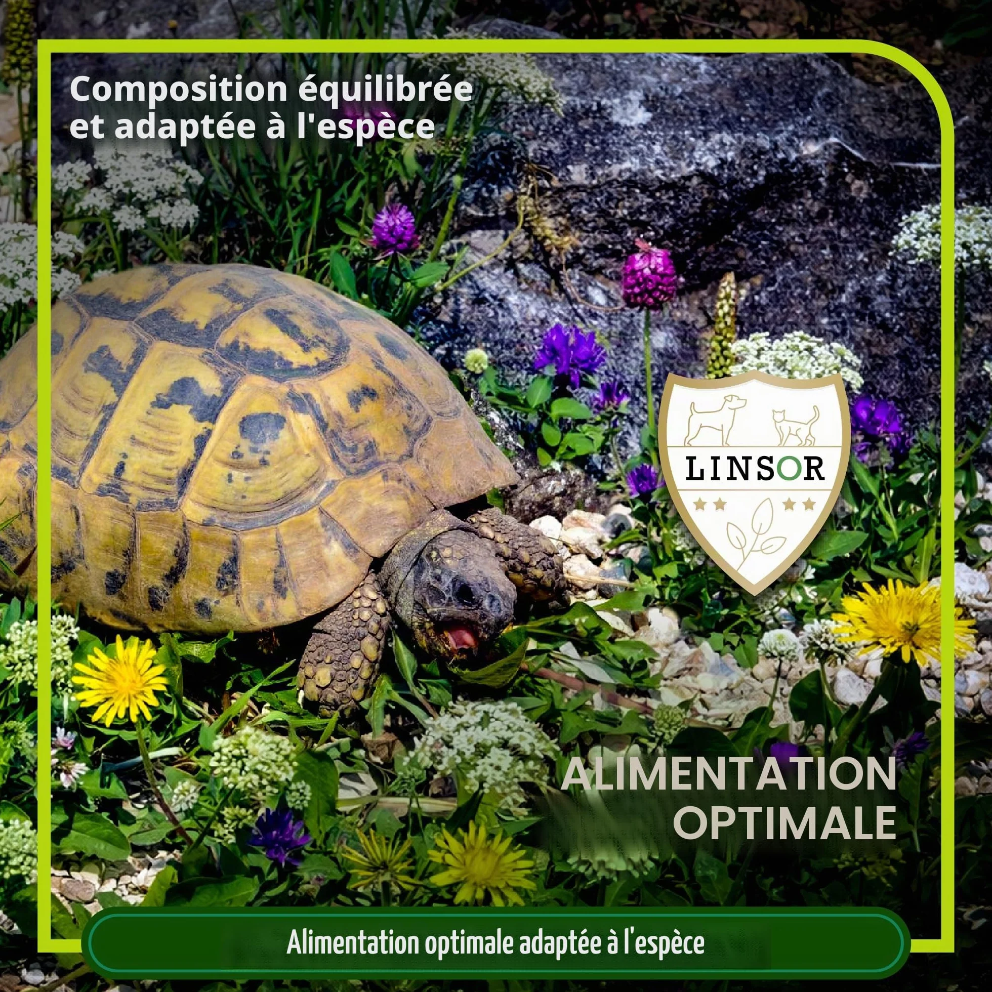 Mélange herbe pour tortues 50 g 17-50 m² Herbes sauvages