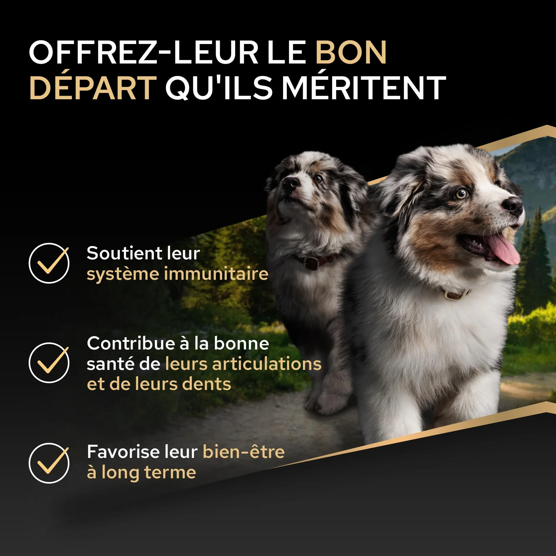 PURINA PRO PLAN Croquettes pour Chiot de moyenne taille Riche en Poulet et Colostrum Sac de 12 kg