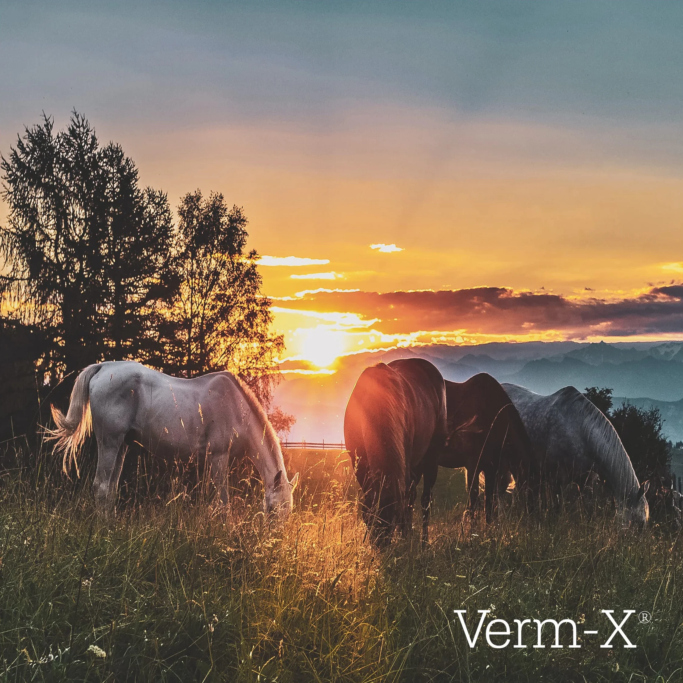 Verm-X Granulés pour chevaux 250 g