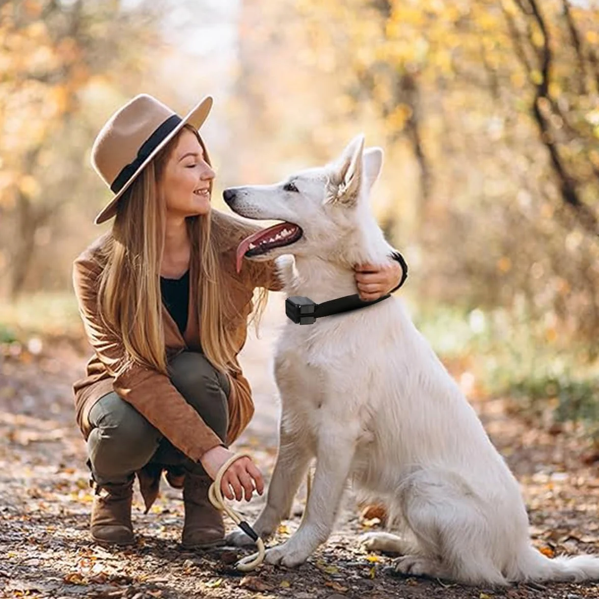 Système de Clôture Anti-Fugue pour Chien avec 2 Colliers et Fil de Signal