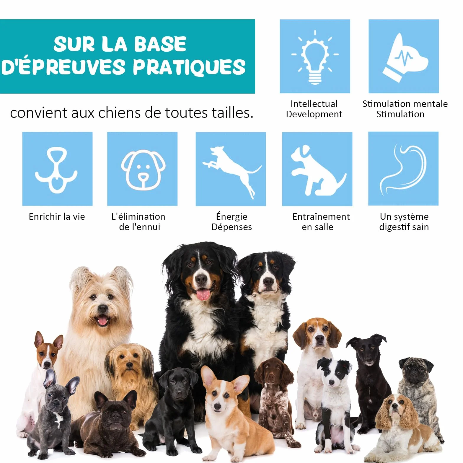 Jouet pour Chien Indestructible Interactif de Mangeoire, Distributeur Croquettes, Cadeau d'anniversaire à Couinement (Bleu)