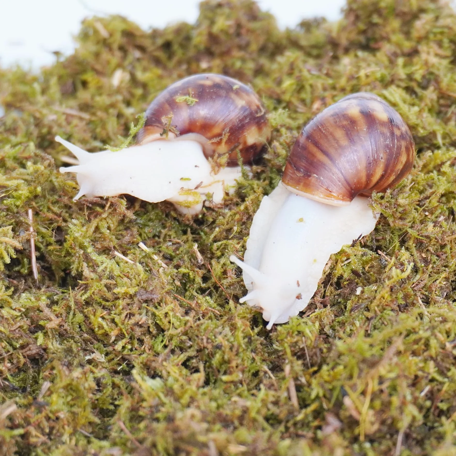 Substrat d'escargot 141,7 g pour terrarium
